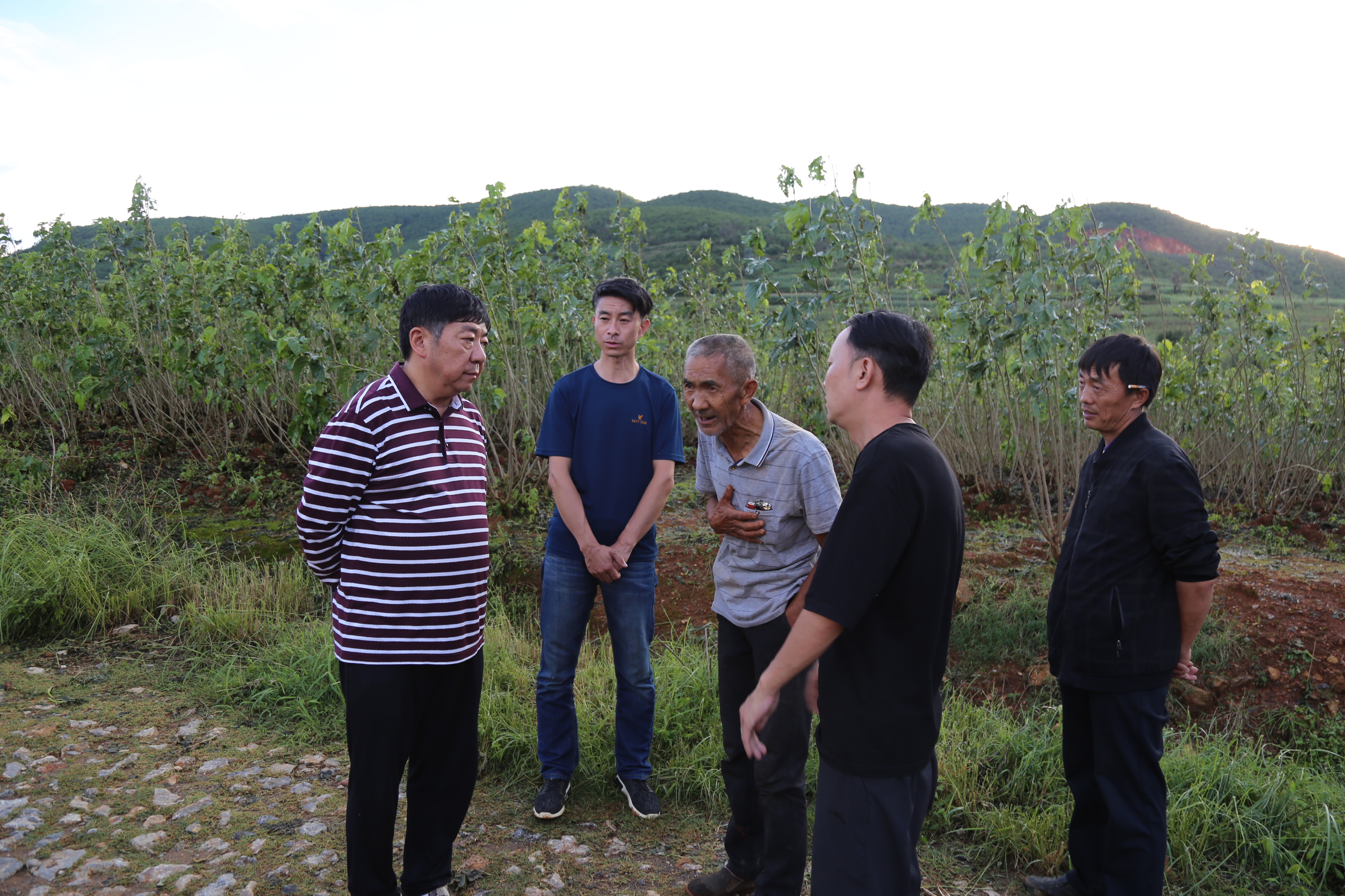 得知灾情后,云南皇正实业集团董事长钱体辉毅然决定:赶赴受灾桑园现场